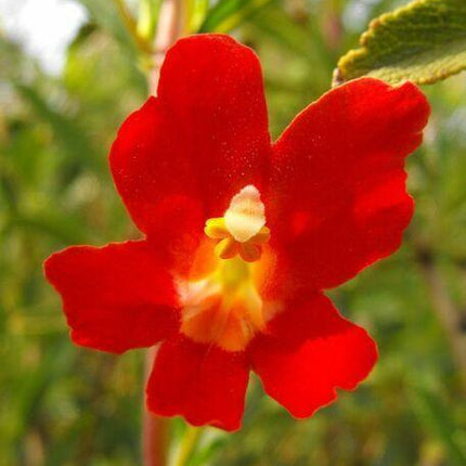 100 Twinkle Red Monkey Flower Mimulus Seeds - Seed World