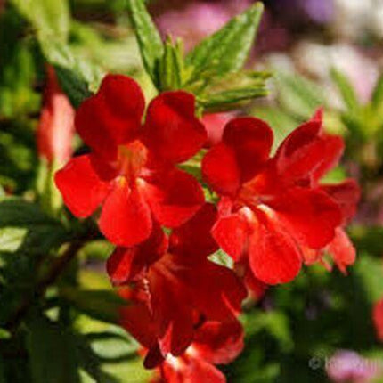100 Twinkle Red Monkey Flower Mimulus Seeds - Seed World