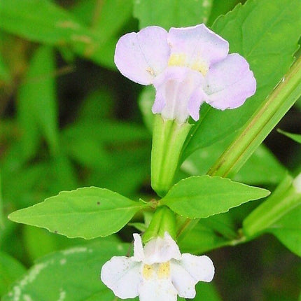100 Twinkle White Monkey Seeds - Seed World
