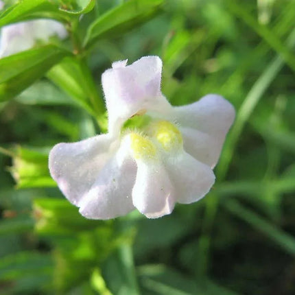 100 Twinkle White Monkey Seeds - Seed World