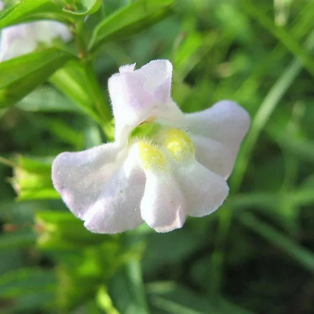 100 Twinkle White Monkey Seeds - Seed World