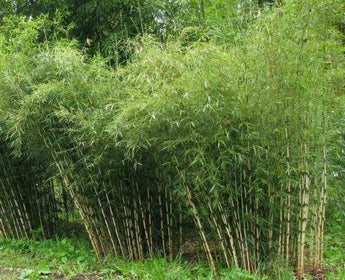 100 Umbrella Bamboo Seeds - Seed World