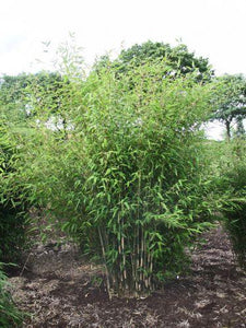 100 Umbrella Bamboo Seeds - Seed World