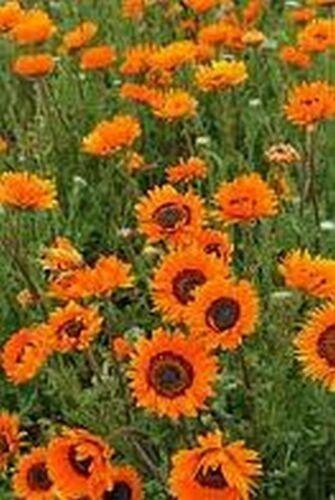 100 Venidium-Orange Seeds - Seed World