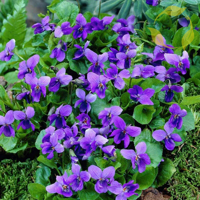 100 Viola Queen Charlotte Flower Seeds - Seed World