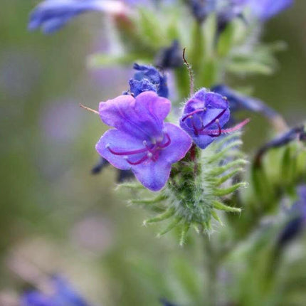 100 Vipers Bugloss - Blueweed Seeds - Seed World