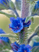 100 Vipers Bugloss - Blueweed Seeds - Seed World