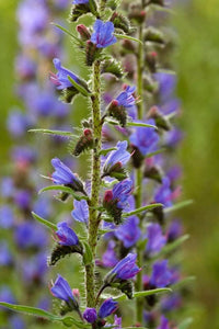 100 Vipers Bugloss - Blueweed Seeds - Seed World