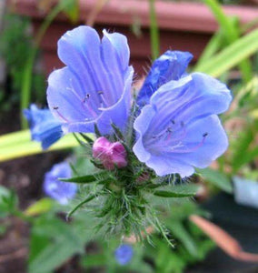 100 Vipers Bugloss - Blueweed Seeds - Seed World