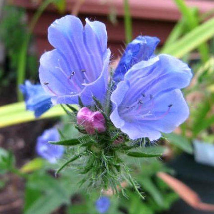 100 Vipers Bugloss - Blueweed Seeds - Seed World