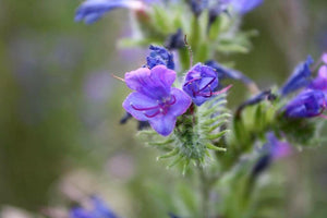 100 Vipers Bugloss - Blueweed Seeds - Seed World