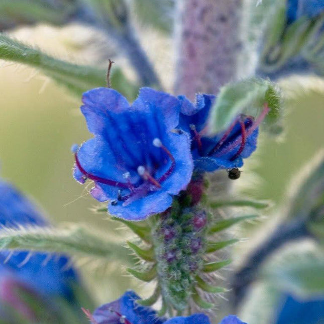 100 Vipers Bugloss - Blueweed Seeds - Seed World