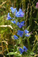 100 Vipers Bugloss - Blueweed Seeds - Seed World