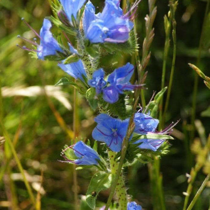 100 Vipers Bugloss - Blueweed Seeds - Seed World