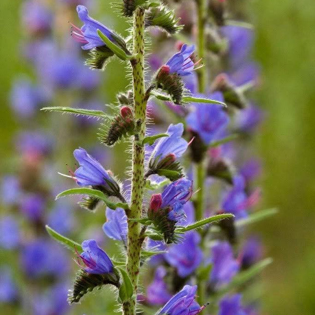 100 Vipers Bugloss - Blueweed Seeds - Seed World