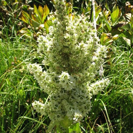 100 Virginia Bunchflower Lily Seeds - Seed World