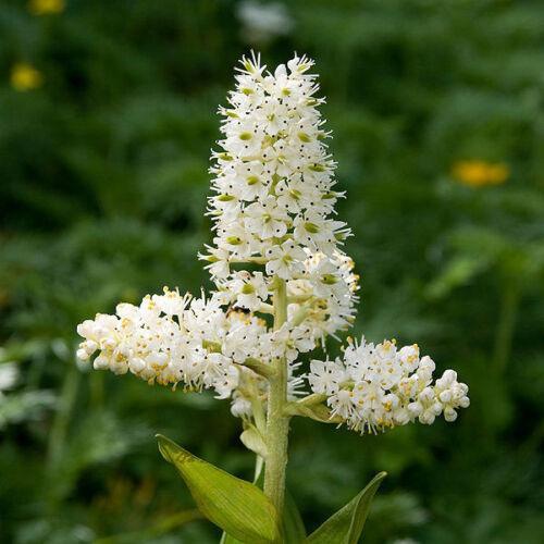 100 Virginia Bunchflower Lily Seeds - Seed World