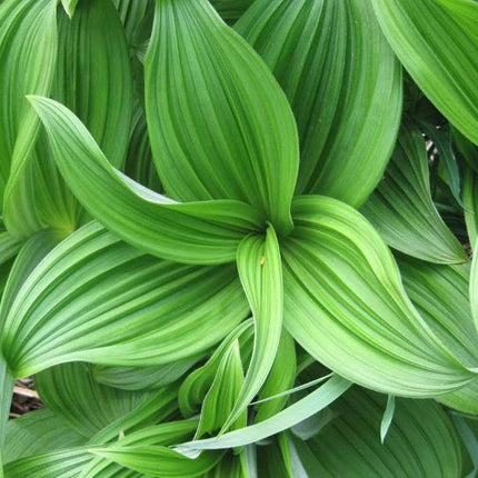 100 Virginia Bunchflower Lily Seeds - Seed World