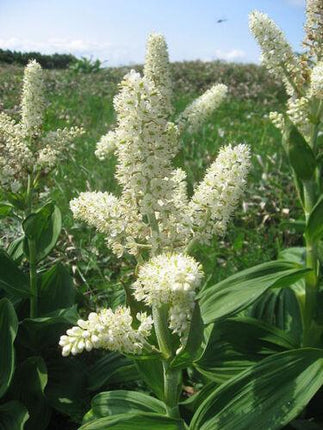 100 Virginia Bunchflower Lily Seeds - Seed World