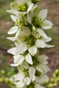 100 Virginia Bunchflower Lily Seeds - Seed World
