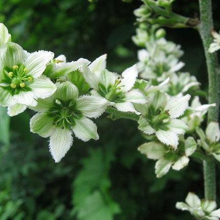 100 Virginia Bunchflower Lily Seeds - Seed World