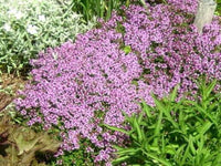 100 Walk On Me Creeping Thyme Seeds - Seed World