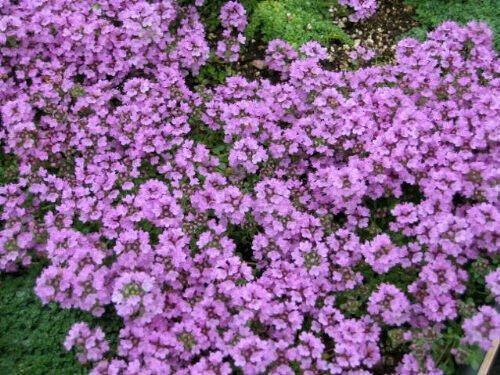 100 Walk On Me Creeping Thyme Seeds - Seed World