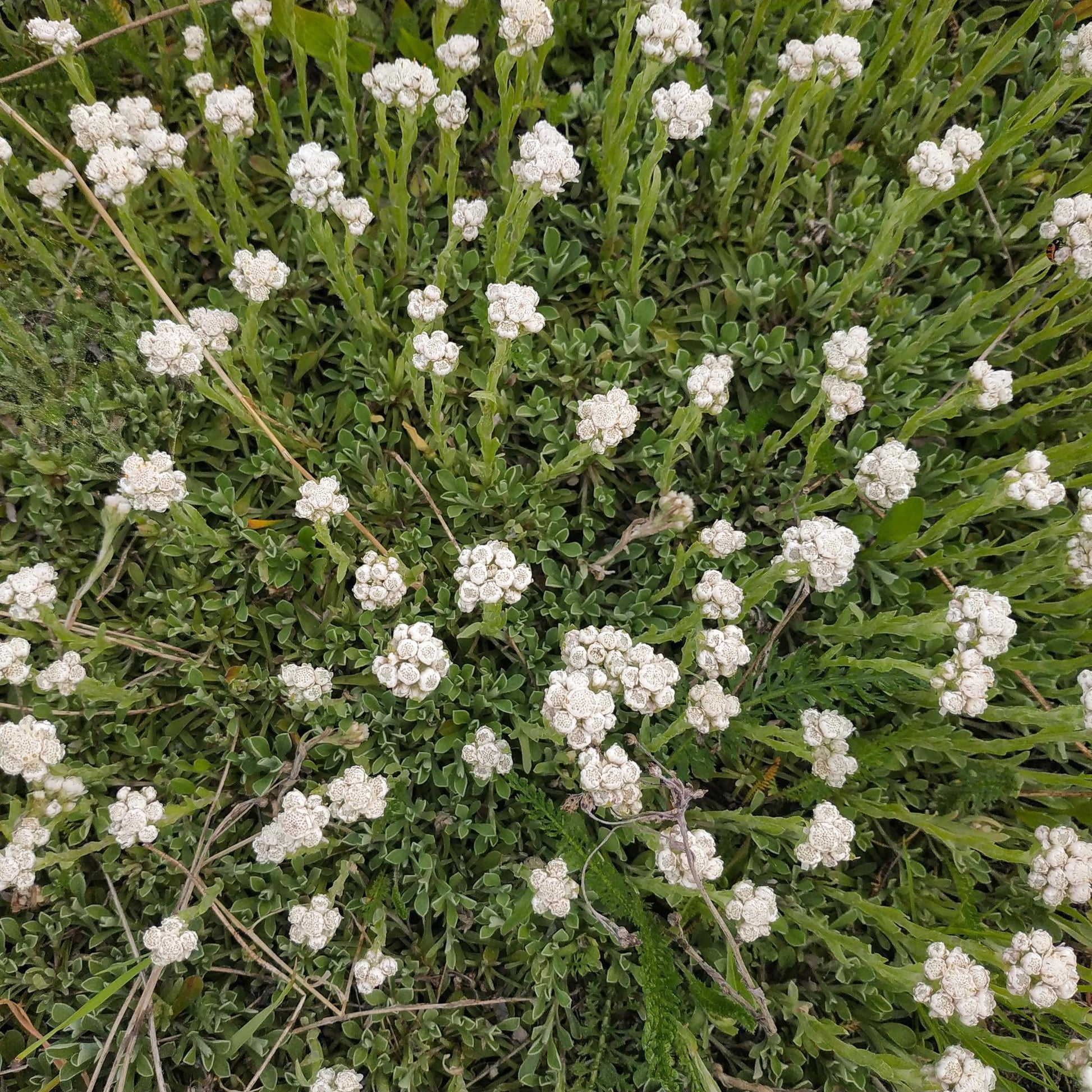 100 White Antennaria Dioica Seeds - Seed World