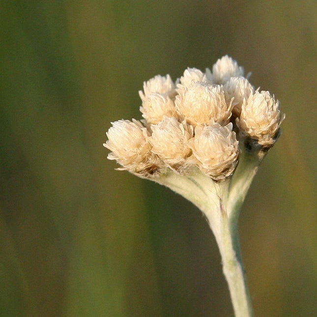 100 White Antennaria Dioica Seeds - Seed World
