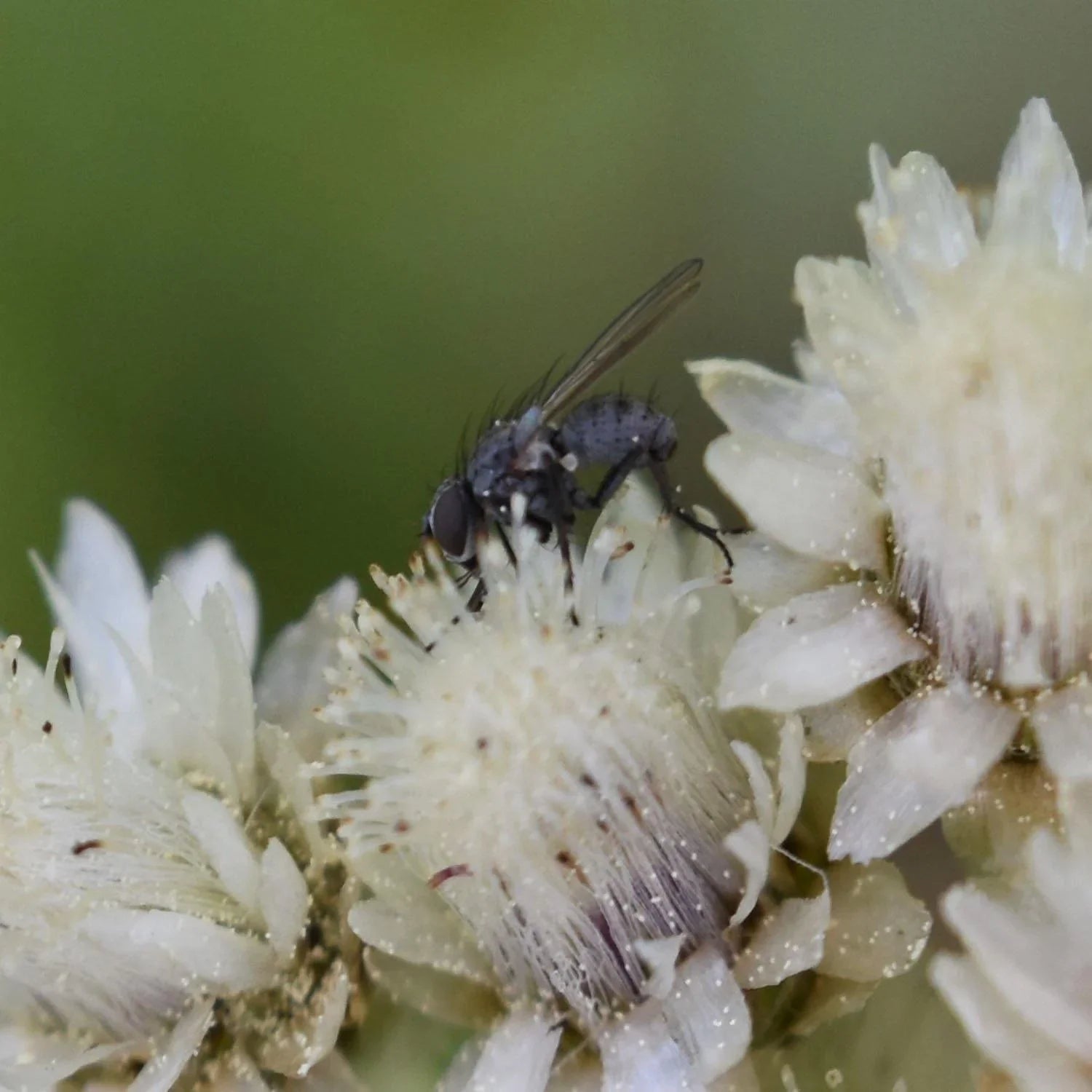100 White Antennaria Dioica Seeds - Seed World