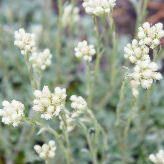 100 White Antennaria Dioica Seeds - Seed World