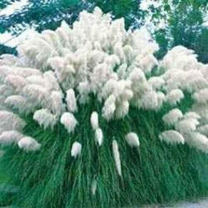 100 White Pampas Grass Seeds - Seed World