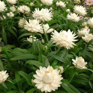 100 White Strawflower - Helichrysum Seeds - Seed World