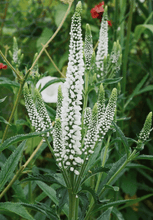 100 White Veronica Seeds - Seed World