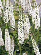 100 White Veronica Seeds - Seed World