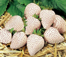 100 Wild Strawberry - Vesca White Seeds - Seed World