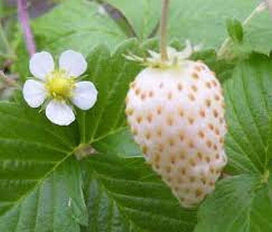 100 Wild Strawberry - Vesca White Seeds - Seed World