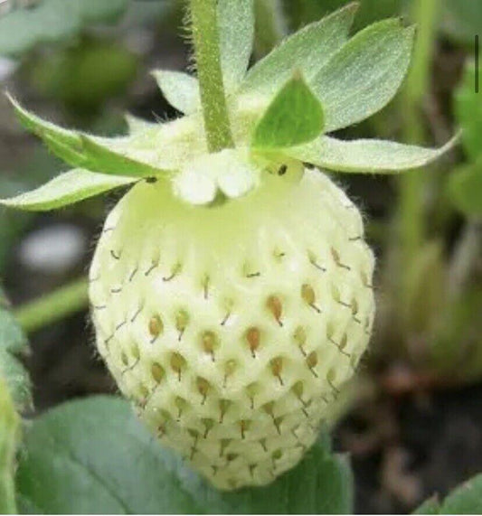 100 Wild Strawberry White Soul Seeds - Seed World