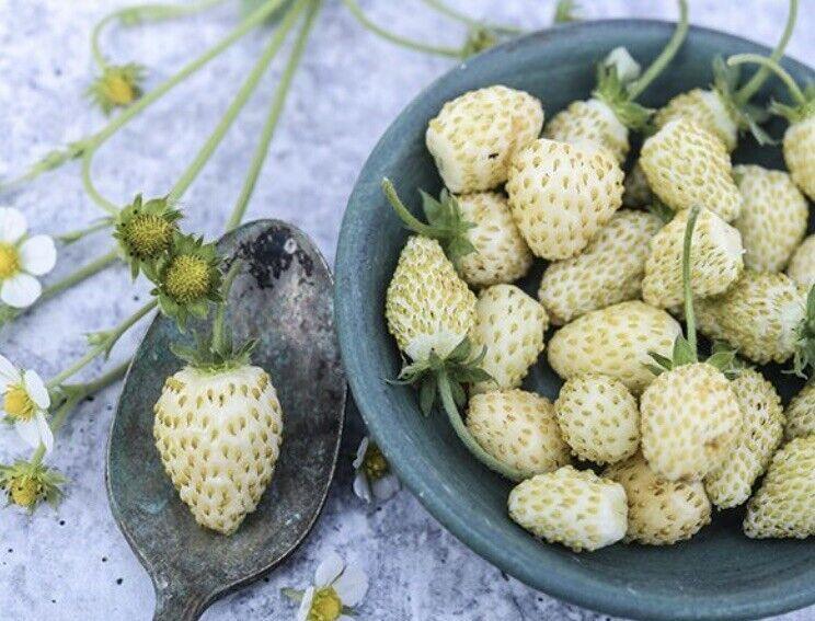 100 Wild Strawberry White Soul Seeds - Seed World