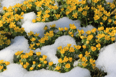 20 Winter Aconite (Eranthis Hyemalis) Seeds - Seed World