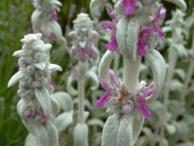 100 Wolly Lamb's Ear Seeds - Seed World