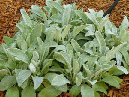 100 Wolly Lamb's Ear Seeds - Seed World