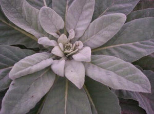 100 Wolly Lamb's Ear Seeds - Seed World