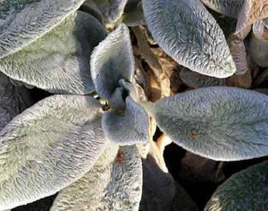 100 Wolly Lamb's Ear Seeds - Seed World