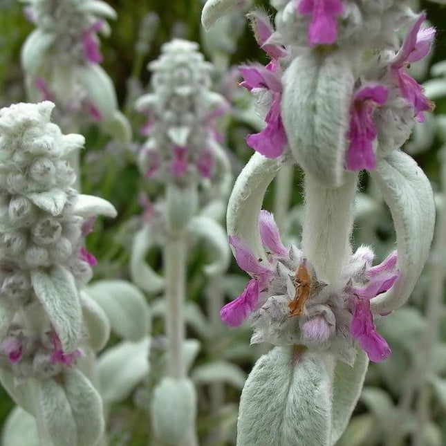 100 Wolly Lamb's Ear Seeds - Seed World