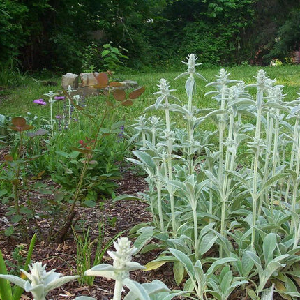 100 Wolly Lamb's Ear Seeds - Seed World