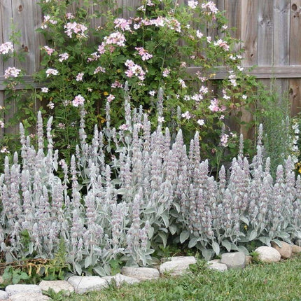 100 Wolly Lamb's Ear Seeds - Seed World
