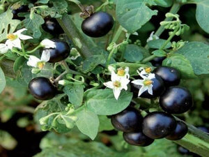 100 Wonderberry Heirloom Shrub Seeds - Seed World