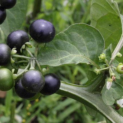 100 Wonderberry Heirloom Shrub Seeds - Seed World