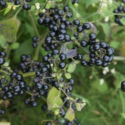100 Wonderberry Heirloom Shrub Seeds - Seed World